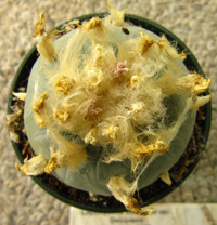 L.Williamsii var decipiens 4 to 5cm